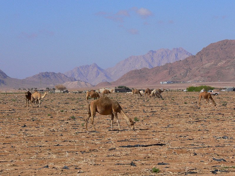 Wadi Rum (1).jpg